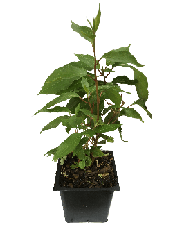 3 Hardy Kiwi Plants, One Male, 2 Ken’s Red Females, in 3.5 inch containers