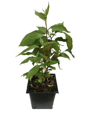 Hardy Kiwi Plants, One Male, 2 Ken’s Red Females, in 3.5 inch containers