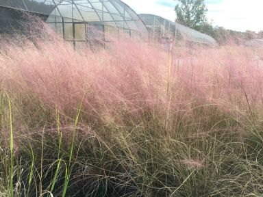 Pink Muhly Grass Plant in a 4 Inch Container
