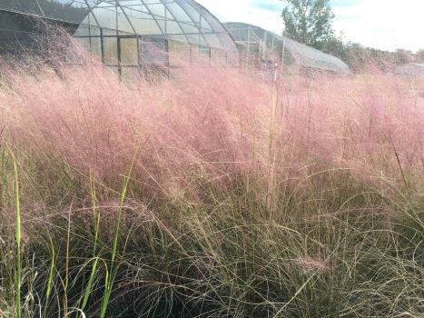 Pink Muhly Grass Plant in a 4 Inch Container