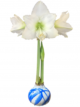 Waxed White Candle Amaryllis Bulb, perfect for so many Holidays, Hanukkah, Winter Solstice, Christma