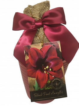 Black Pearl Amaryllis Gift Growing Kit, Deluxe Edition. Includes Beautiful Burgundy Ceramic Pot, Hea