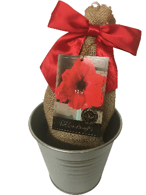 Red Lion Amaryllis Bulb in a Rustic Silver Tin Pot, With a Burlap Sack,  a Red Ribbon and a Professi