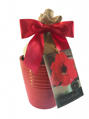 Red Lion Amaryllis Gift Growing Kit- Red Ceramic Pot, Red Lion Bulb, a Burlap Bag and Growing Medium