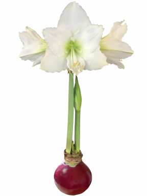 Burgundy Waxed Denver White Amaryllis Bulb Size 40cm+