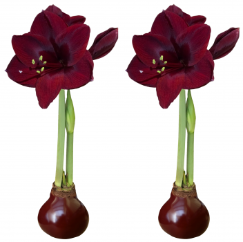 2 Elegant Burgundy Waxed Black Pearl Amaryllis Bulbs!! Perfect Pair for Your Banquet Table!!
