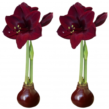 2 Elegant Burgundy Waxed Black Pearl Amaryllis Bulbs!! Perfect Pair for Your Banquet Table!!