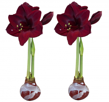 2 Elegant Burgundy Silver Waxed Black Pearl Amaryllis Bulbs!! Perfect Pair for Your Banquet Table!!