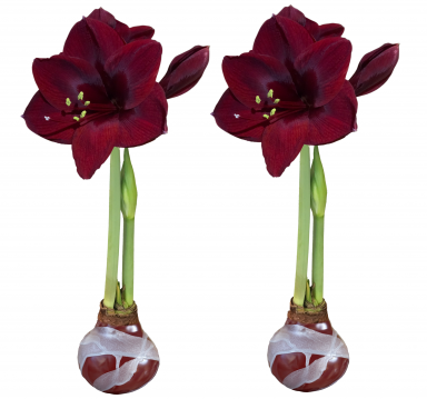 2 Elegant Burgundy Silver Waxed Black Pearl Amaryllis Bulbs!! Perfect Pair for Your Banquet Table!!