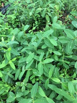 Creeping St Johns Wort/ Aaron’s Beard/ Hypericum Calyinum in 4 Inch Pots