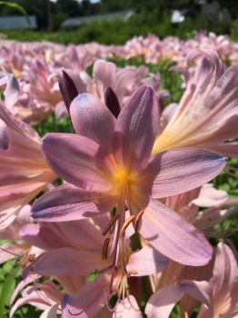 Bareroot Pink Spider Lily/ Surprise Lily/ Naked Lady Lily/ Resurrection Lily/ August Lilyi 3-pack