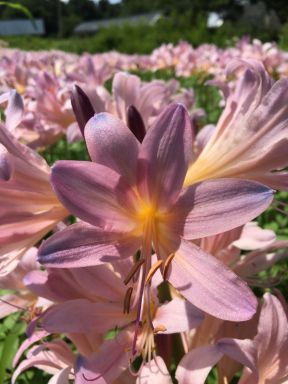 Bareroot Pink Spider Lily/ Surprise Lily/ Naked Lady Lily/ Resurrection Lily/ August Lilyi 3-pack