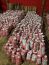 Gala Apple Trees Pre- Bagged Bareroot 6-12" Tall-Sweet Fruit-Ripens Early!!