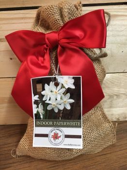 Ziva Paperwhites Narcissus Bulbs in Burlap Gift Bag with a Red Ribbon