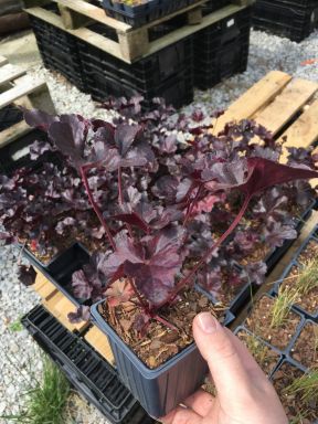 3 Obsidian Heuchera in 4 inch Size Containers/coral Bells