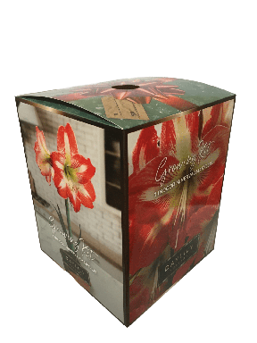 Minerva Amaryllis Bulb in an Elegant Box, With a Plastic Planting Pot, and a Professional Growing Me