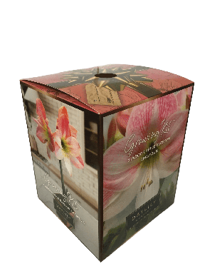 Apple Blossom Amaryllis Bulb in an Elegant Box, With a Plastic Planting Pot, and a Professional Grow
