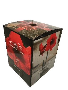 Red Lion Amaryllis Bulb in an Elegant Box, With a Plastic Planting Pot, and a Professional Growing M