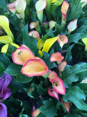 Mixed Calla Lily Bulbs!