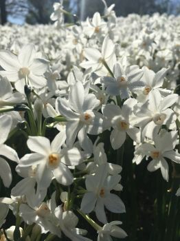 10 Inbal Paperwhites Bulbs 14-15cm- Indoor Narcissus: Perfect for forcing!
