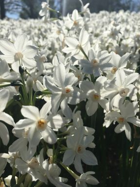 10 Inbal Paperwhites Bulbs 14-15cm- Indoor Narcissus: Perfect for forcing!