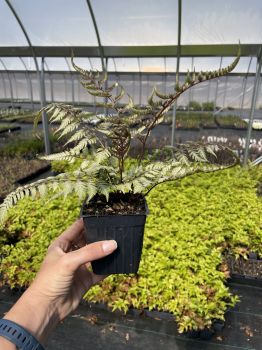 Ferns