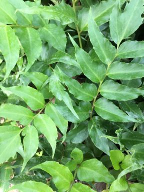 Japanese Holly Fern in 4 Inch Containers “Cyrtomium Falcatum”
