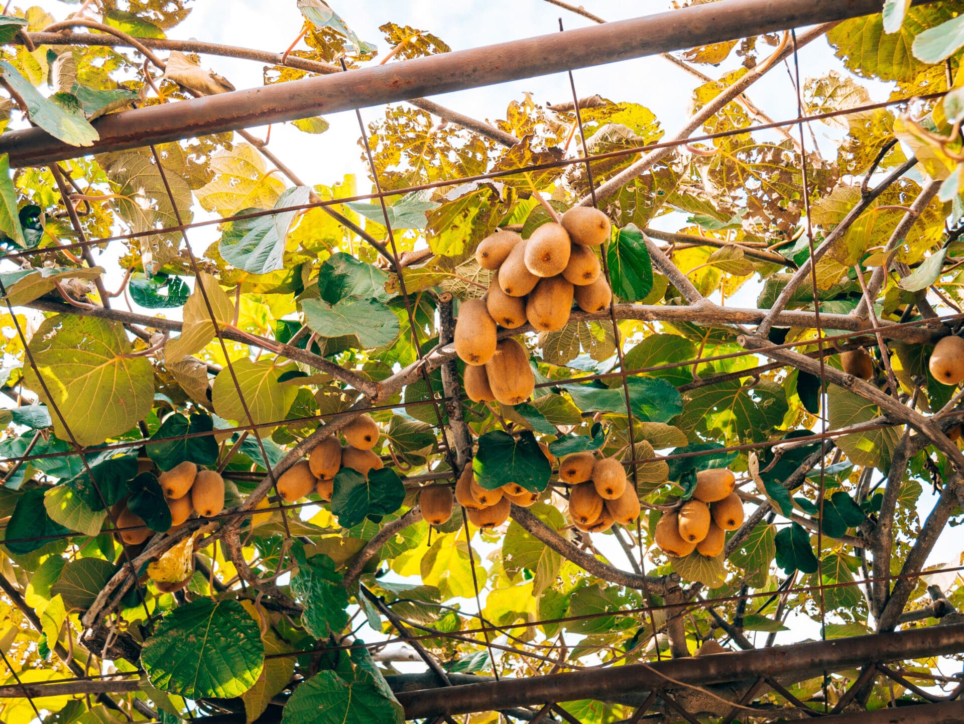 Plant De Kiwi Actinidia Jenny – Pied Prêt à Planter, Récolte Abondante Fruits Sucrés, Grimpante Vigoureuse