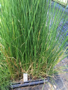 Juncus 'Soft Rush' Grass in a 4" Pot