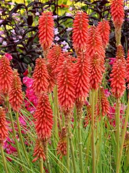 Red Hot Poker/ torch lily/ poker plant/ kniphofia