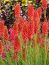 Red Hot Poker/ torch lily/ poker plant/ kniphofia