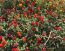 Dallas Red Lantana Camara Flowers Live Plants-Natural Mosquito Repellant Garden-Attract Hummingbirds