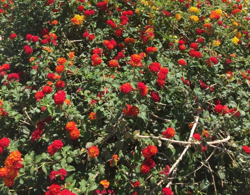 Dallas Red Lantana Camara Flowers Live Plants-Natural Mosquito Repellant Garden-Attract Hummingbirds