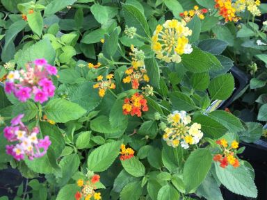 Lantana Camara Undetermined Color Flower Live Plant-Natural Mosquito Repellant- Attract Hummingbirds
