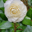 Lemon Glow Camellia in 4 inch pot *Cold and Heat Sensitive* Cannot Ship Out of the USA