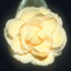 Lemon Glow Camellia in 4 inch pot *Cold and Heat Sensitive* Cannot Ship Out of the USA