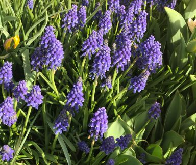 Muscari Armeniacum Bulbs- Grape Hyacinth You choose amount!