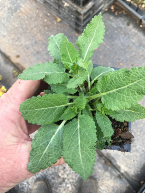 Meadow Sage Salvia Nemorosa May Night in Nursery standard 4 inch pot (diagonal measure)