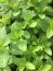 Mojito’ Mint Plant Herb – Hardy Perennial – 4″ Pot– Heat and cold sensitive. Be aware of y