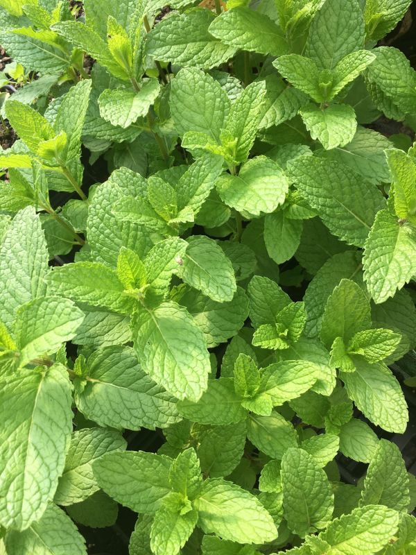 Mojito’ Mint Plant Herb – Hardy Perennial – 4″ Pot– Heat and cold sensitive. Be aware of y