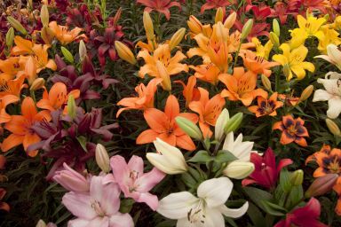Mixed Lily Bulbs! Random Mix of Oriental and Asiatic Lily Bulbs!! You Choose Amount!!