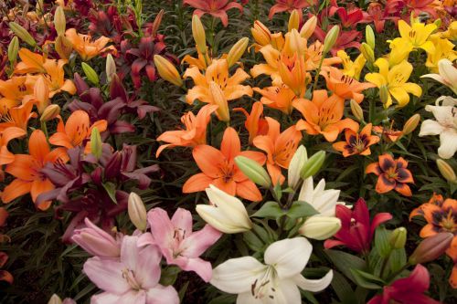 Mixed Lily Bulbs! Random Mix of Oriental and Asiatic Lily Bulbs!! You Choose Amount!!