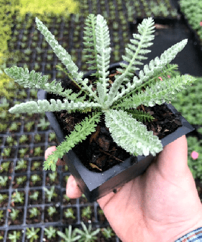 Moonshine Achillea in a 4 inch pot