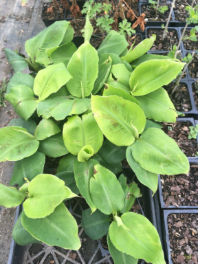 Musa ‘Poquito’ Banana Tree/ Banana Tree in 4 inch cups (one plant per cup)