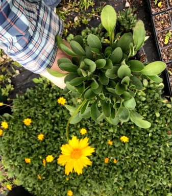 Nana Coreopsis in a 4 inch pot