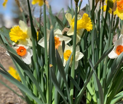 20 Daffodil Mixture – Narcissus Large Cupped Giant Mixture