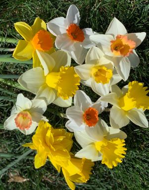 10 Daffodil Trumpet Mixture