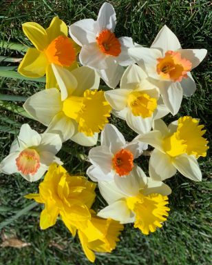 All in One Mixture – Narcissus: Narcissus Various Groups