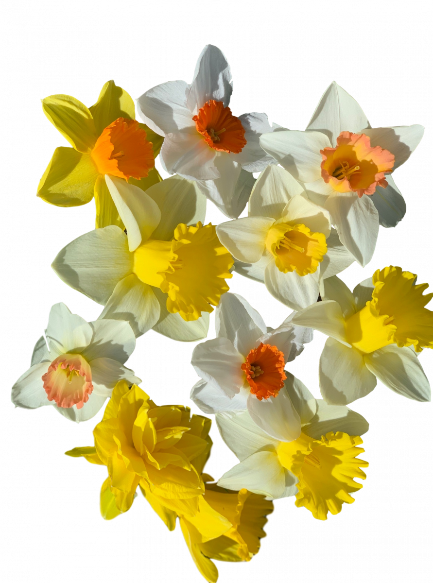 daylilynursery: All in One Mixture – Narcissus: Narcissus Various