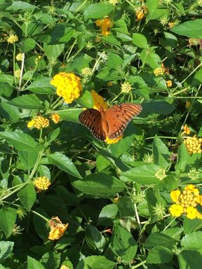 New Gold Lantana Camara Flowers Two 2 Live Plants-Natural Mosquito Repellant Garden -Attract Humming